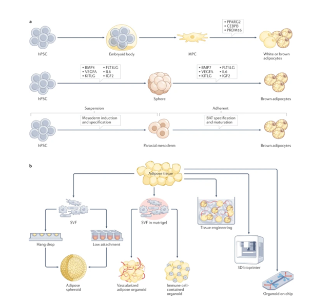 مدل سازی بیماری های متابولیک و پاسخ دارویی با استفاده از سلول های بنیادی و ارگانوئیدها